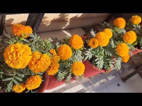 All About Marigold || How to Grow and Care Marigold || Fun Gardening