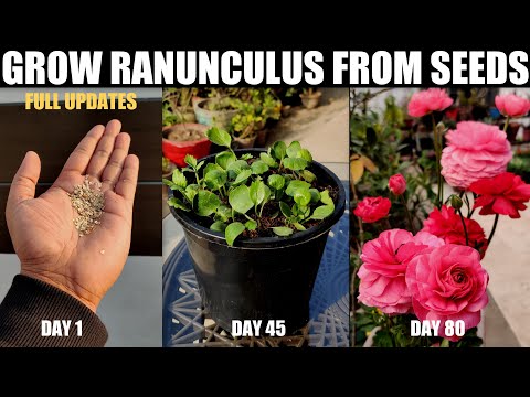 How To Grow Ranunculus From Seeds | SEED TO FLOWER