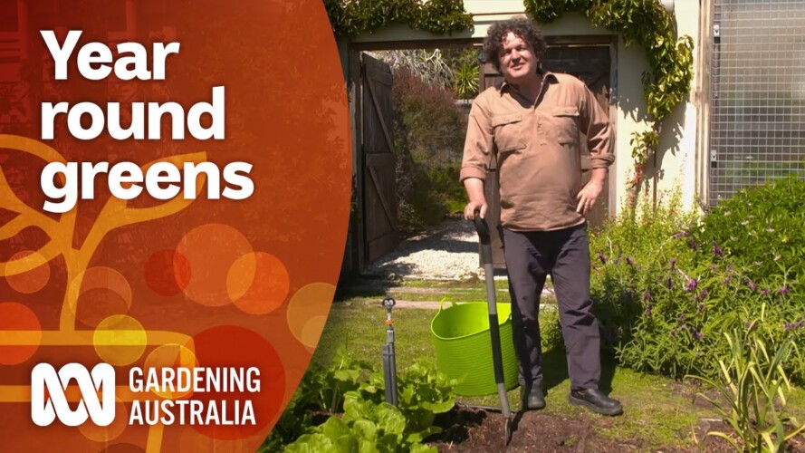 Tips for keeping your green vegetables growing all year round  | Gardening 101 | Gardening Australia