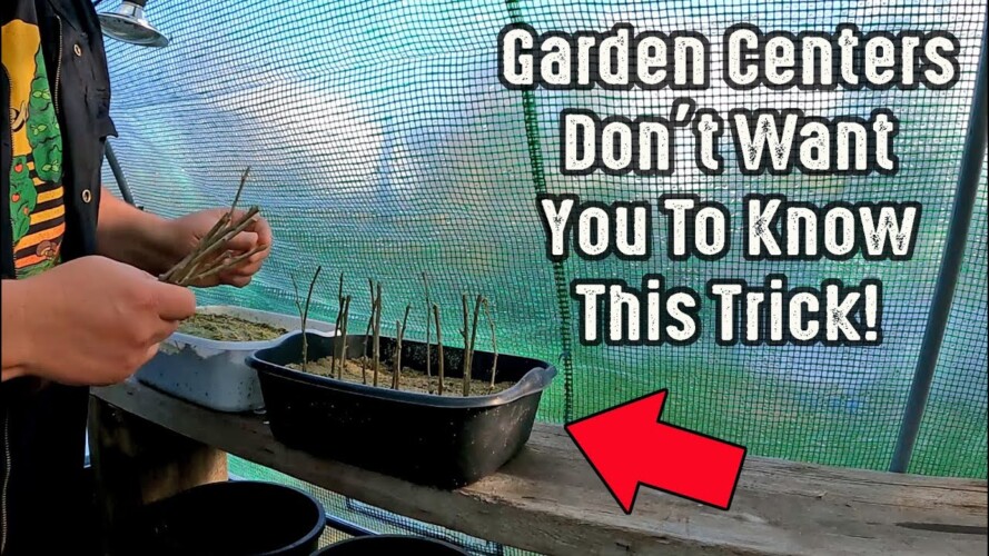 Gardening Centers Do Not Want You To Know This Trick!