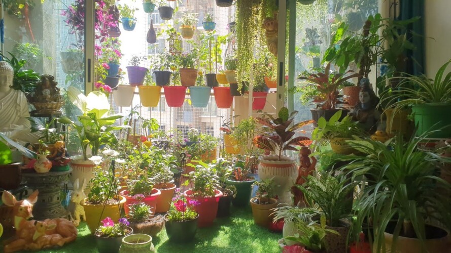 पौधों का सुबह का काम 🌱Morning routine 🌼 Balcony gardening tips