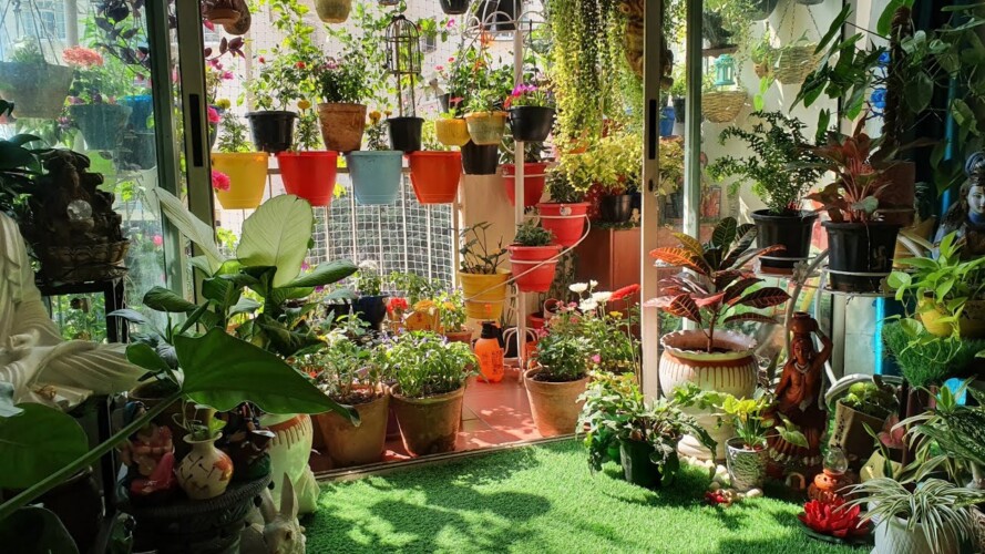 कैसे बनाए बालकॉनी में स्वर्ग जैसा सुन्दर बगीचा? जरूरी बातें 🌱Balcony gardening tips