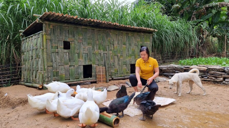 Building Bamboo House For Duck 2022, Farm Life, Gardening - Ep.109