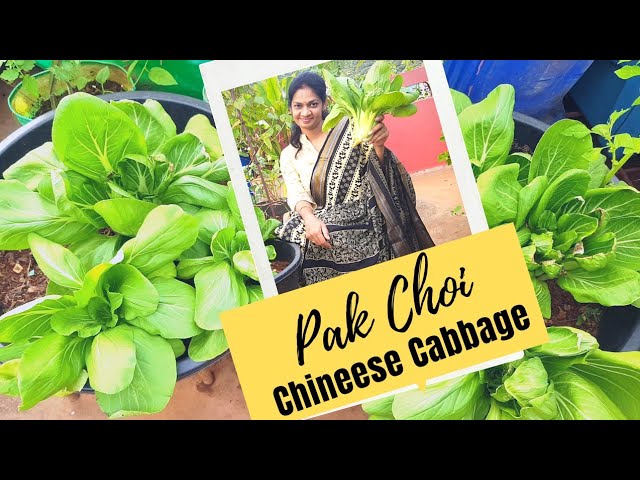 PakChoi/Chinese Cabbage ఈ పాక్ ఛాయ్ సంగతేంటో తెలుసుకుందాం #madgardener  #cabbagegrowing #gardening