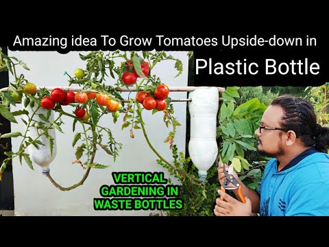 Easy way to grow lots of Tomatoes 🍅 in Plastic Bottles Upside down | Amazing Gardening Idea