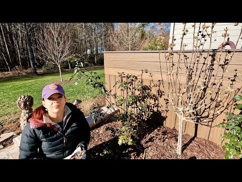 Pruning My First Year David Austin Roses | Gardening with Creekside