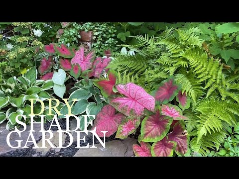 Dry Shade Gardening Tips & Woodland Garden Tour