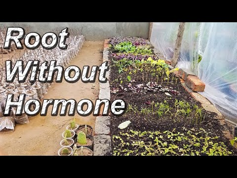 Roots Without Rooting Hormone | Cutting Growing Media Result | Cutting Rooting