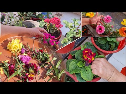 Do THIS To Get Longer Flowering in Plants || Fun Gardening