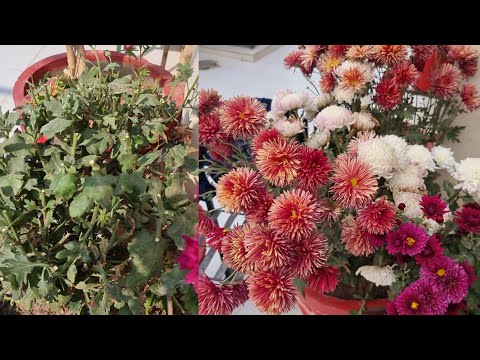 Do This to Make Chrysanthemum Bloom Again - What to do after Chrysanthemum Blooming || Guldaudi