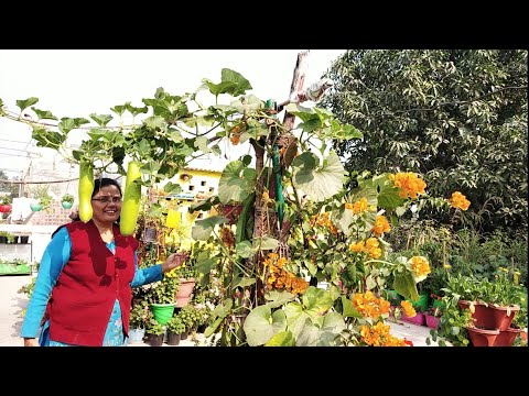आइऐ मिल कर अपने Gardening को सुधारे || improve Gardening skills Vijaya's Creative Garden