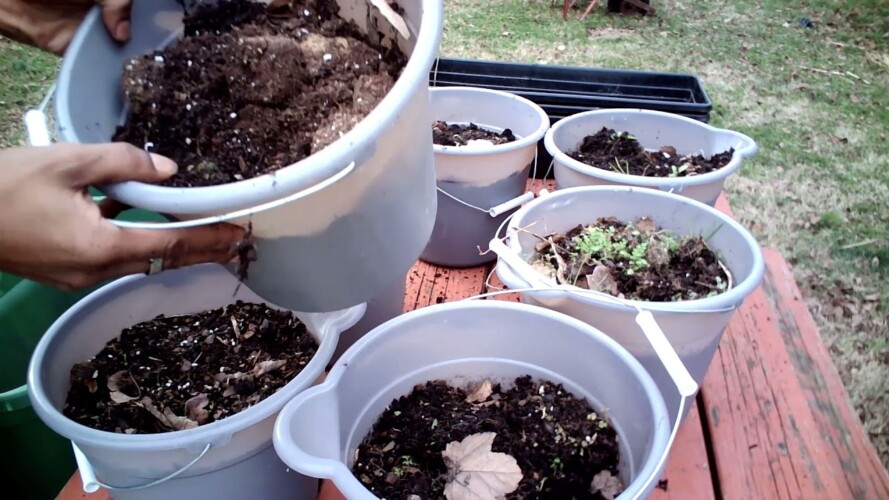 How To RE-USE That Old Container Soil Mix - Small Space Gardening In January - Save Money On Soil