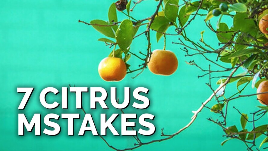7 Citrus Tree Mistakes to Avoid