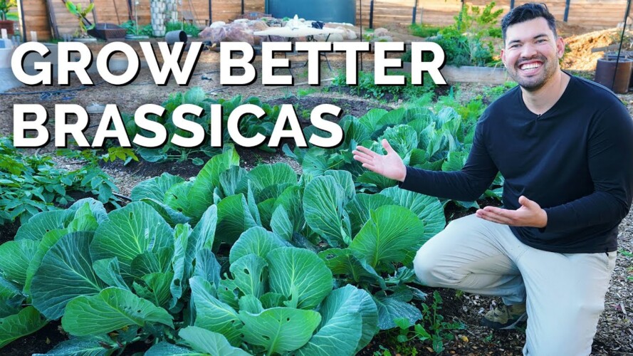 7 Tips to Grow Great Cabbage, Cauliflower, Broccoli, and More!