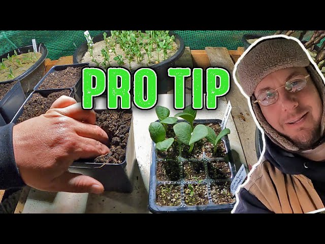 A Gardening Secret Only The Pro's Know! And Now You Do Too!!