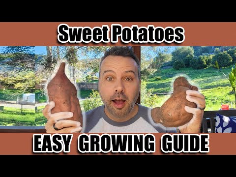 Easiest Way to Grow Sweet Potatoes