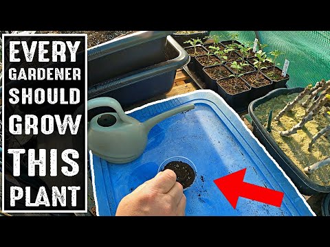EVERY Gardener Should Grow This AMAZING Useful Plant In Their Garden |Gardening With Plant Abundance