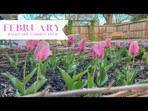 February Backyard Garden Tour! 🌷:: Gardening in Zone 9b :: Small Yard Garden Tour