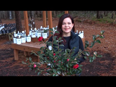End of February Nursery Tour | Gardening with Creekside