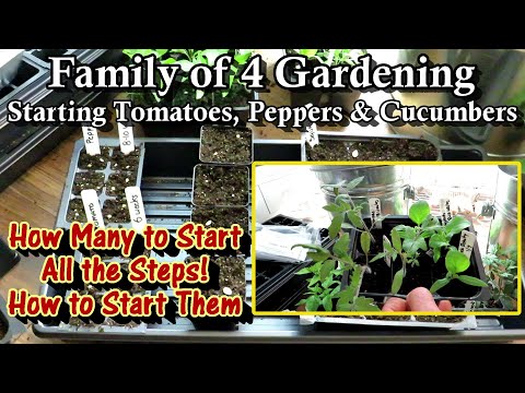 Family of 4 Vegetable Gardening E-2: Seed Starting Tomatoes, Peppers, & Cucumbers & How Many of Each