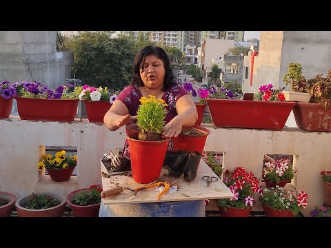 Repotting My New Plants - Fun Gardening