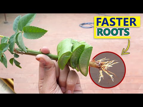 10 SECRETS TO GROW ROSE FROM CUTTINGS FASTER | GARDENING HACKS TO ROOTING ROSE CUTTINGS