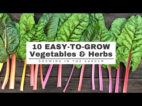 10 EASY-TO-GROW Vegetables & Herbs: GARDENING for BEGINNERS