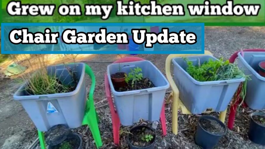 Small Raised Bed Gardening Planting Tomatoes & Oregano | Planning EASY Vegetable Garden NO Bending