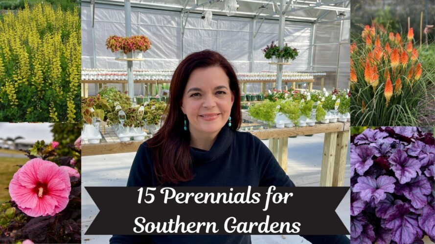 15 Perennials for Southern Gardens | Gardening with Creekside