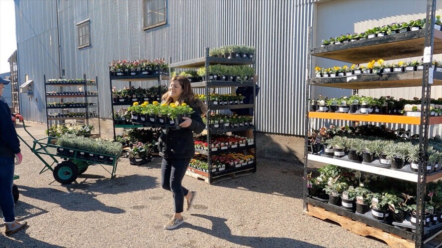 New Plant Load at the Garden Center! 🌿🌸🌼 // Garden Answer