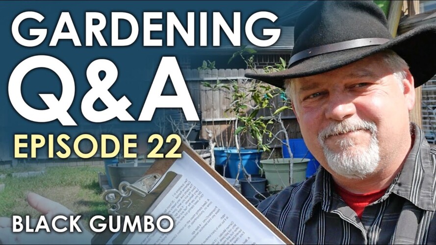 Gardening Q&A Episode 22 || Black Gumbo