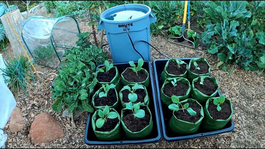 Set It & Forget It! Automatic Self Watering Garden Grow System | Gardening With Plant Abundance