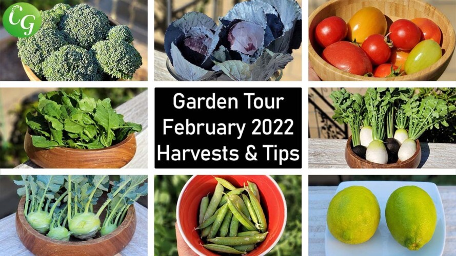 Harvests, Gardening Tips & More! Feb 2022 Garden Tour! Mars Hydro Grow Light Giveaway!