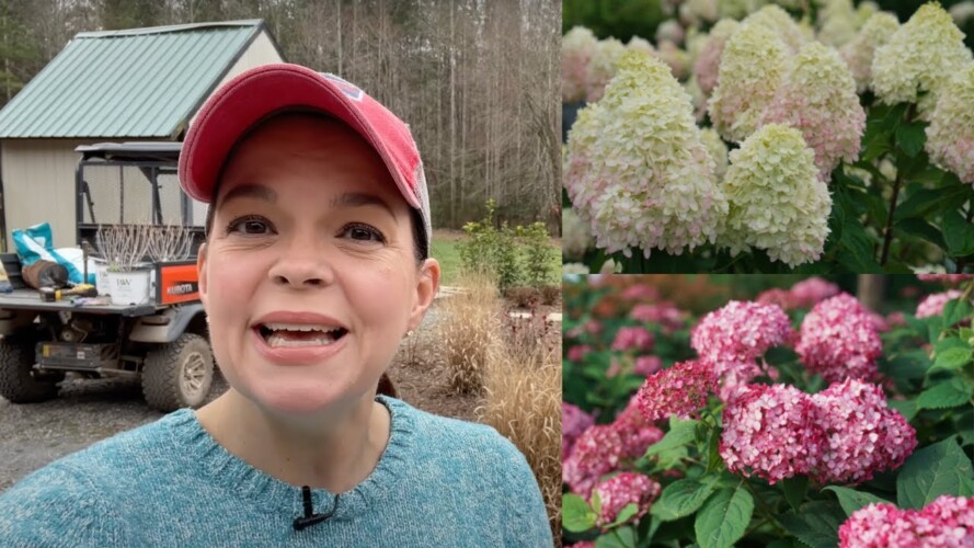 Hydrangea Musical Chairs | Gardening with Creekside