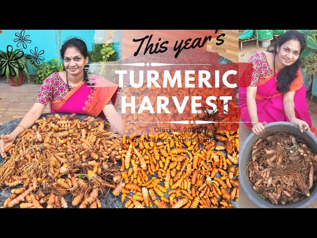 Turmeric Harvest/ ఈ సంవత్సరం రెట్టింపు సంతోషం /పసుపుపచ్చని హార్వెస్ట్ #madgardener #gardening
