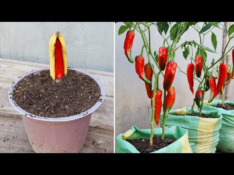 New gardening method | How to propagate chili peppers in bananas