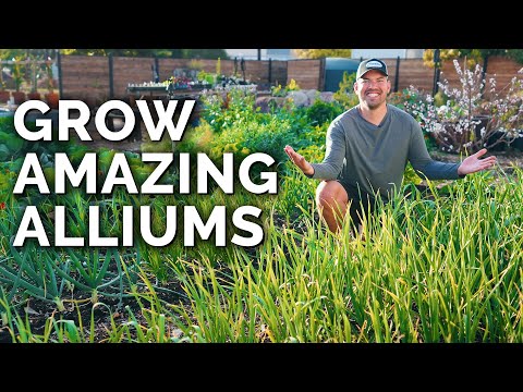8 Tips to Grow Perfect Onions, Garlic, and Leeks