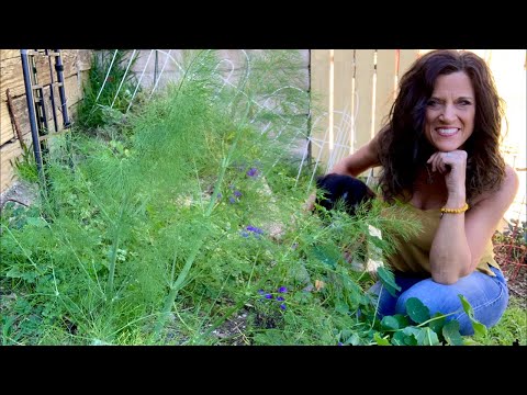 🌱LIVE: Herb Gardening 101 - Tips and Tricks  (REPLAY) Sounds starts at 01:40