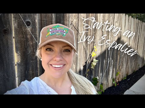 Starting an Ivy Espalier From Scratch!  🌿 :: Gardening In A Narrow Side Yard