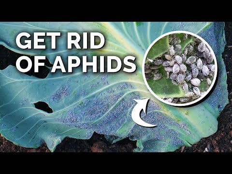 Foolproof Aphid Control and Prevention