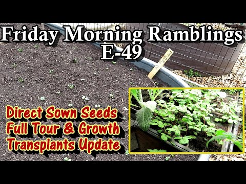 All My Direct Sown Crops & Growth, Ways 2 Direct Sow, Transplant Update: FM Gardening Ramblings E-49