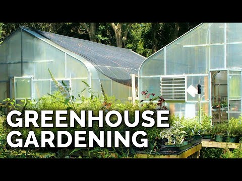 Greenhouses 101: Everything You Need to Know