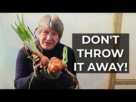 What to Do with Sprouted Onions | Self-sufficient gardening