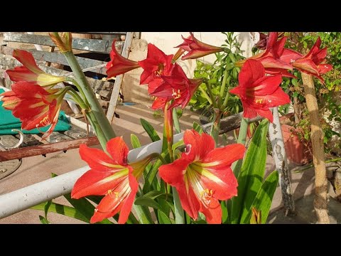 Beautiful Summer Flower - Amaryllis Lily || Care of Amaryllis Lily || Fun Gardening