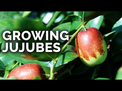 Growing Jujubes: The "Weird Apple" That Tastes Absolutely Delicious!