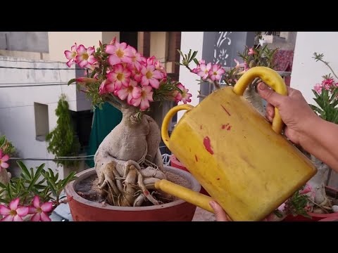Giving FLOWER BOOSTER Fertilizer to My Adeniums / Desert Rose || Fun Gardening