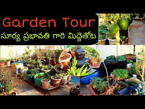 Surya Prabhavati Terrace Garden Tour #gardening