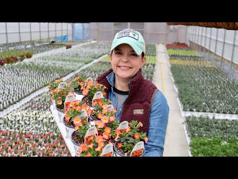 Nursery Update on Proven Winners Annuals | Gardening with Creekside