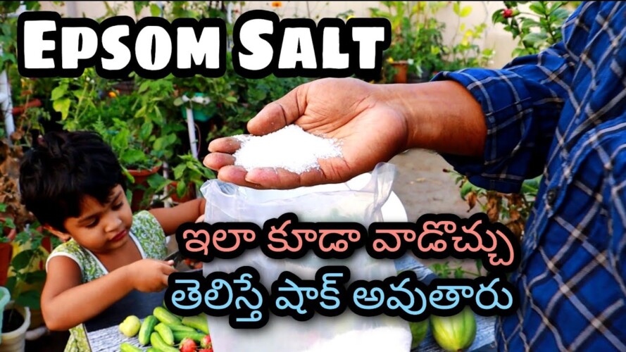 Epsom Salt for plants ఇన్ని విధాలుగా వాడుకోవచ్చు #gardening