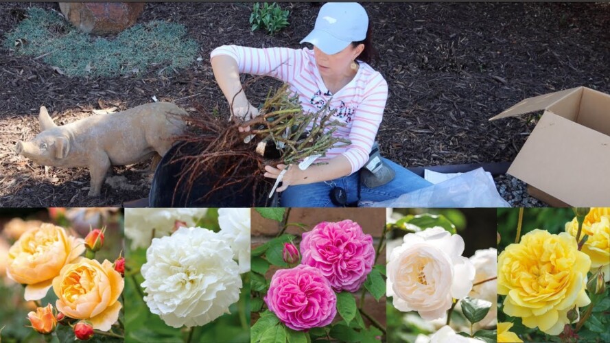 How to Plant Bare Root Roses & Transplant Established | Gardening with Creekside